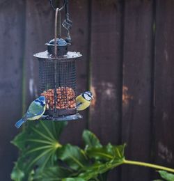 Close-up of bird perching on feeder