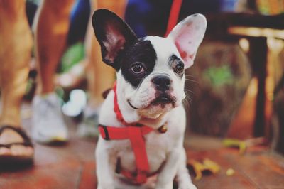 Portrait of dog