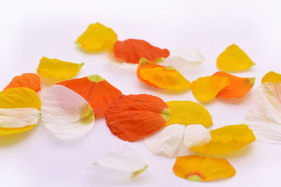 Close-up of multi colored candies on white background