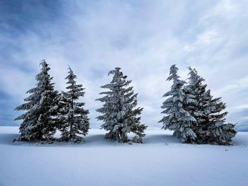 Forest of five evergreen trees covered in snow