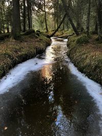 Stream flowing amidst trees in forest