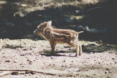 Side view of a horse walking on land