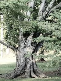 Trees on field