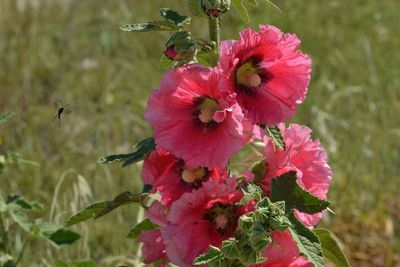 Close-up of pink flowers