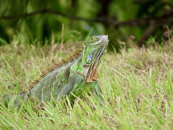 Closeup of a large iguana in the grass