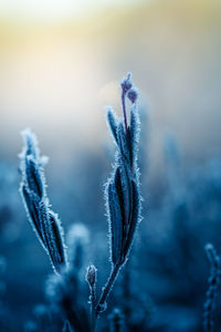 Close-up of frozen plant