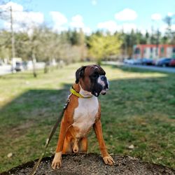 Dog looking away on field