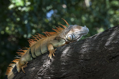 Close-up of a lizard on rock