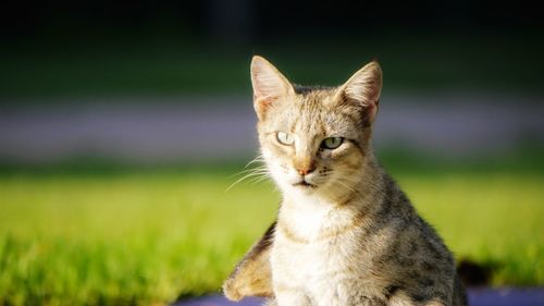 Portrait of tabby cat on field