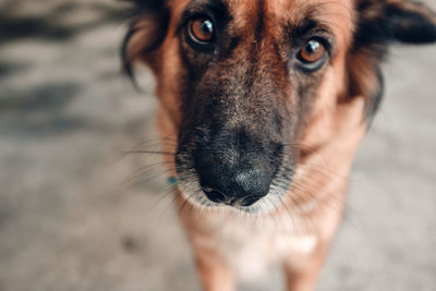 Close-up portrait of dog