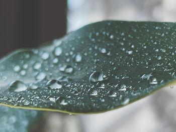 Close-up of raindrops on leaves