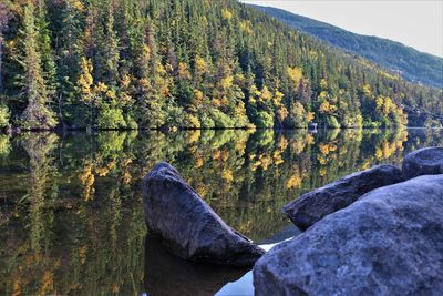 Scenic view of rocks in forest