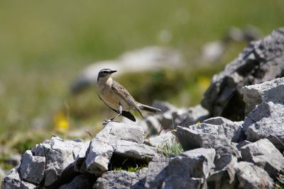 Close-up of bird perching on rock