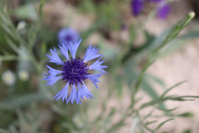 Close-up of purple flowering plant