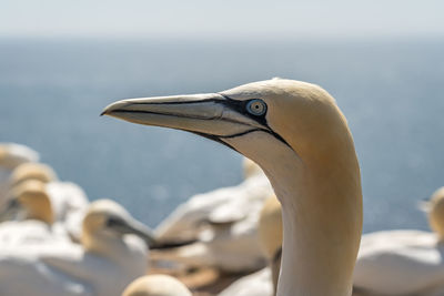 Close-up of bird