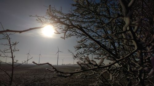 Bare tree against sky during sunset