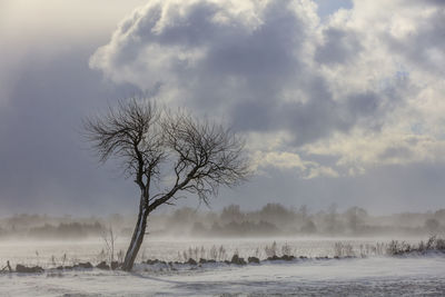 Bare tree on snow covered landscape against the sky