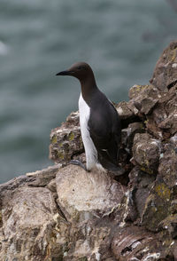 Close-up of bird perching on rock