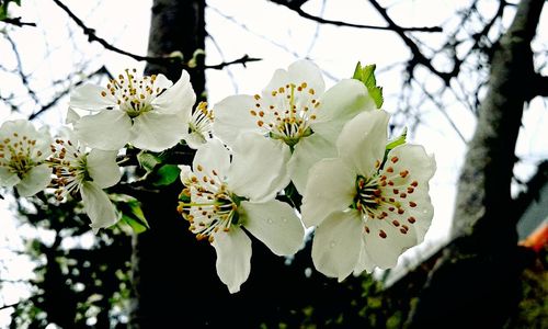 Close-up of white flowers on branch