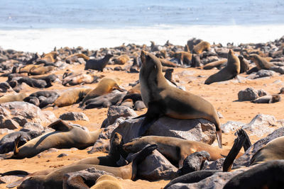 High angle view of sea lion on beach