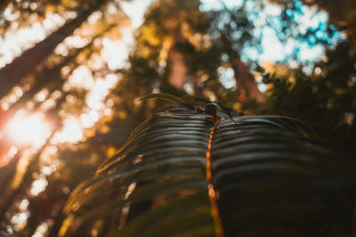 Low angle view of plants against trees