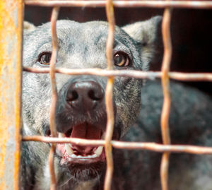 Portrait of dog in cage