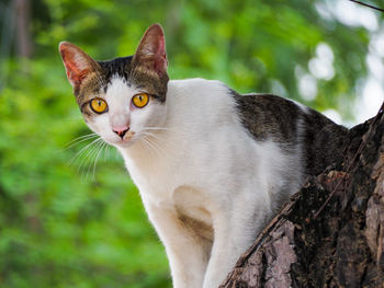 Close-up of cat staring