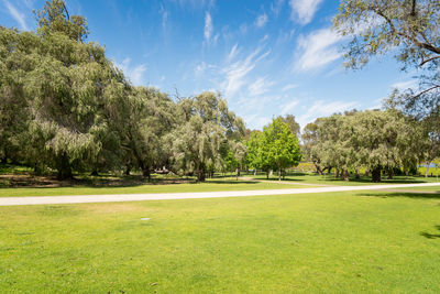 Trees on field against sky