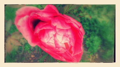 Close-up of pink flowers