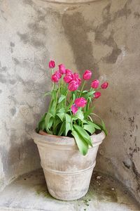 Close-up of pink flower pot against wall