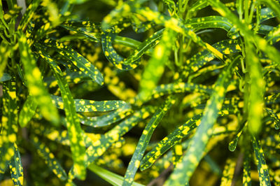 Close-up of raindrops on leaves