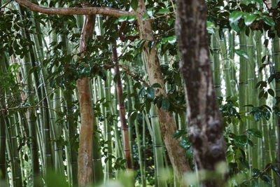 Bamboo trees in forest