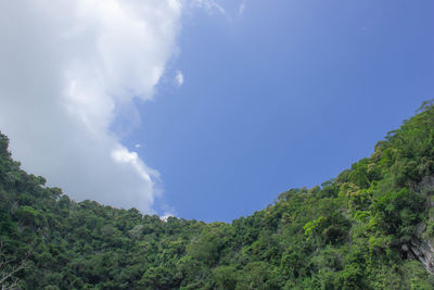 Low angle view of trees against sky