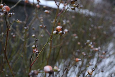 Close-up of flowers on plant