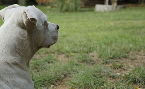 Side view of a horse on field