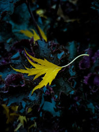 Close-up of yellow maple leaves floating on water