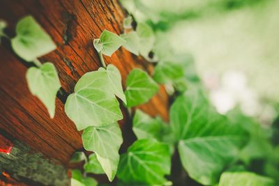Close-up of leaves
