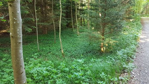 View of trees in forest