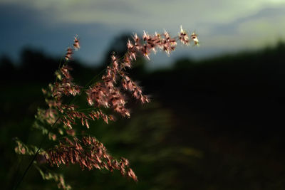 Close-up of flowering plant