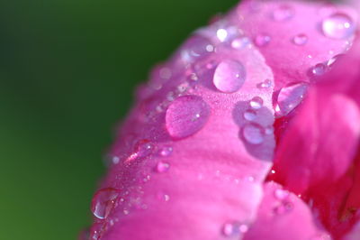 Close-up of raindrops on pink flower