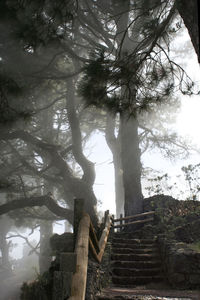 Low angle view of trees in forest