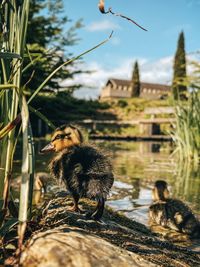 Close-up of ducks