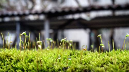 Plant growing on grassy field