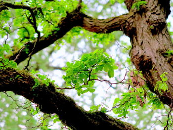 Low angle view of tree