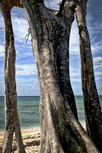 Tree trunk by sea against sky