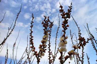 Low angle view of flowers against cloudy sky
