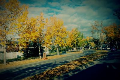 Empty road in forest