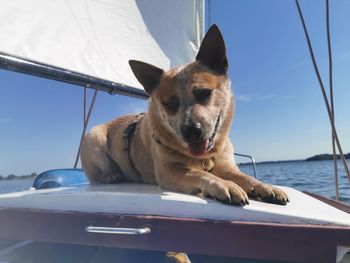 Dog sitting on a boat