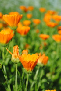 Close-up of orange poppy blooming on field