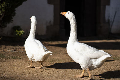 Two domestic gooses on a farm